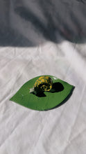 Load image into Gallery viewer, Big Snail Leaf Trinket Dish
